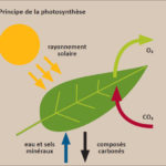 La photosynthèse